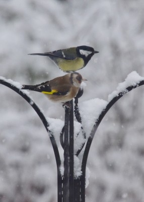 Great Tit and Goldfinch - Coverdale 24.01.2021