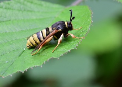 Lunar Hornet Moth - Coverdale 23.07.2024