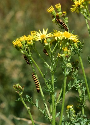 Cinnabar Moth caterpillars - Wagon Lane 29.07.2024