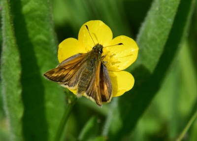 Large Skipper - Castle Hills 29.05.2023