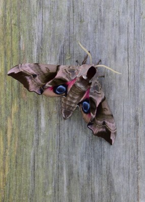 Eyed Hawk-moth male.