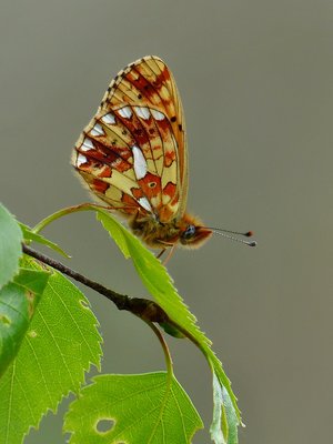 Pearl-bordered Fritillary - Wyre Forest 01.05.2017