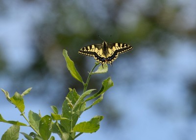Swallowtail - Strumpshaw Fen 11.06.2023