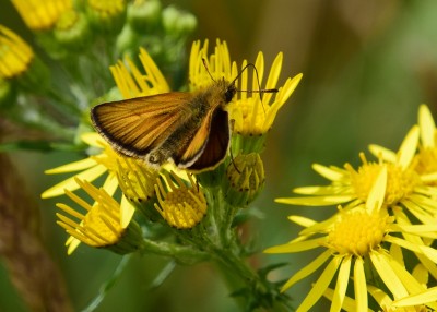 Essex Skipper - Wagon Lane 13.07.2024