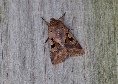 Hebrew Character - Coverdale 09.03.2021