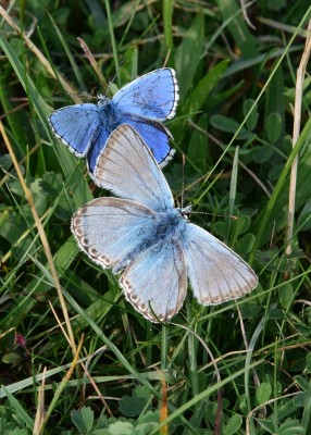 Adonis and Chalk Hill Blues - Old Winchester Hill 29.08.2023
