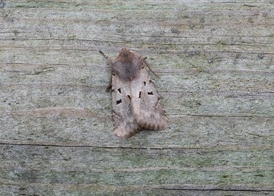Hebrew Character variant - Coverdale 08.04.2019