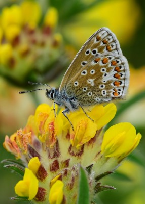 Common Blue - Bishops Hill 03.06.2021