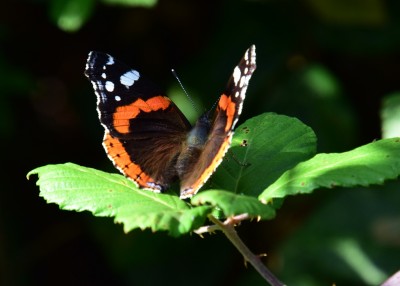 Red Admiral - Thorney Island 05.09.2022