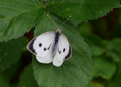 Large White female - Oversley Wood 08.07.2024