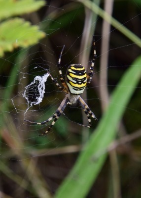 Wasp Spider - Osmington 03.09.2024