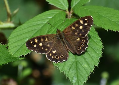 Speckled Wood - Coverdale 21.07.2019