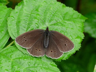 Ringlet - Fermyn 15.07.2015