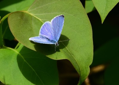 Holly Blue -  Coverdale 25.04.2022