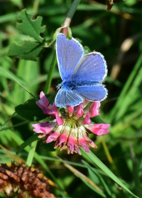 Common Blue - Castle Hills Solihull 22.09.2020