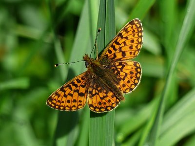 Small Pearl-bordered Fritillary second brood male - Kennack Sands 21.08.2017