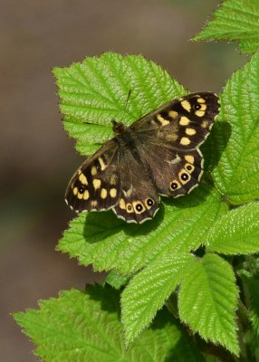 Speckled Wood male - Langley Hall 06.05.2022