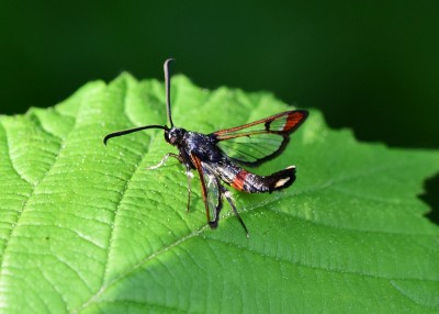 Red-tipped Clearwing - Coverdale 09.06.2023