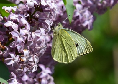 Large White - Coverdale 08.05.2022