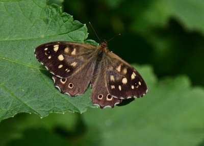 Speckled Wood - Coverdale 13.07.2023
