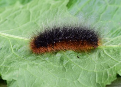 Garden Tiger Moth caterpillar, the good old Woolly Bear.