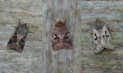 Hebrew Characters showing variation - Coverdale 21.03.2019