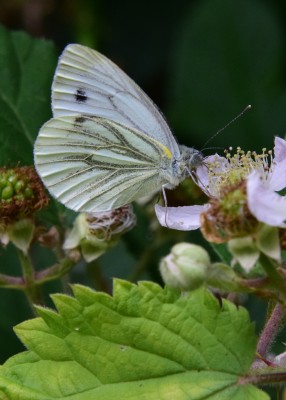 Green-veined White - Coverdale 11.07.2022