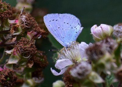 Holly Blue - Coverdale 17.07.2020