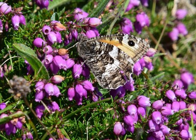 Grayling - Kynance Cove 06.08.2024