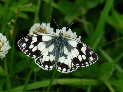 Marbled White - Castle Hills 03.07.2016