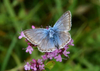 Chalk Hill Blue - OWH 02.09.2021