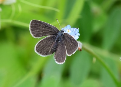 Small Blue - Bishops Hill 03.06.2021