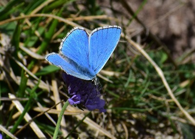 Adonis Blue - just west of Church Knowle 31.08.2020