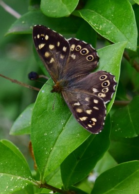 Speckled Wood male - Coverdale 04.07.2022