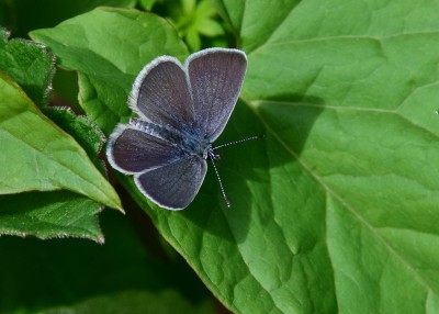 Small Blue - Bishops Hill 14.05.2022