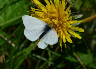 Small White - Coverdale 25.04.2023