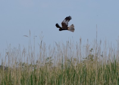 Marsh Harrier - Hickling Broad 12.06.2023