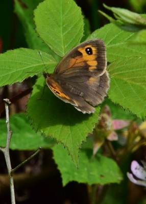 Meadow Brown female - Langley Hall 02.07.2021