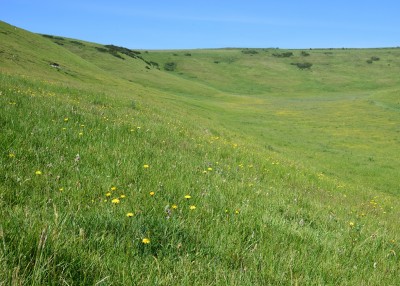 The area of the slope that had lots of Bee Orchids.