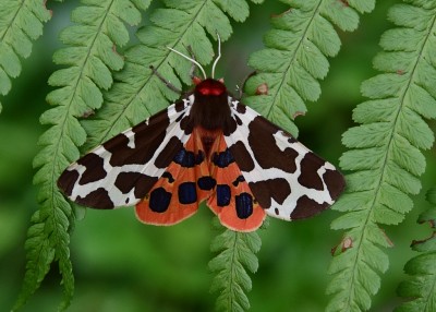 Garden Tiger Moth - Coverdale 08.08.2023