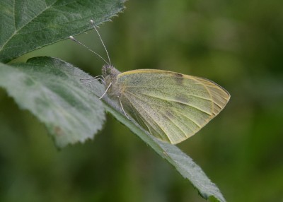 Large White female - Oversley Wood 08.07.2024