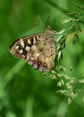 Speckled Wood male - Wagon Lane 16.06.2024