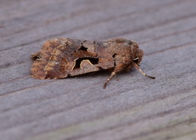 Hebrew Character - Coverdale 20.03.2021