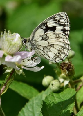 Marbled White -  Blythe Valley 22.06.2023