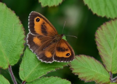 Gatekeeper male - Oversley Wood 08.07.2024