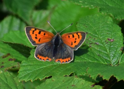 Small Copper - Solihull Bypass 16.09.2020