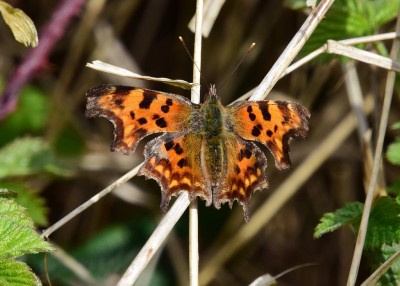 Comma - Wagon Lane 10.04.2022