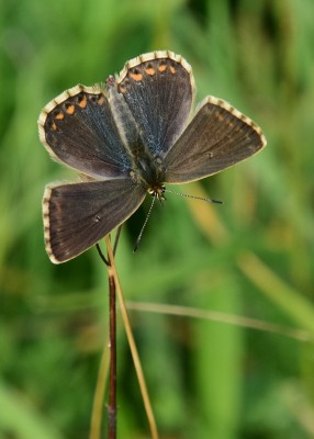 Chalk Hill Blue female - Old Winchester Hill 29.08.2023