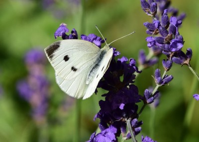 Small White - Coverdale 09.07.2023