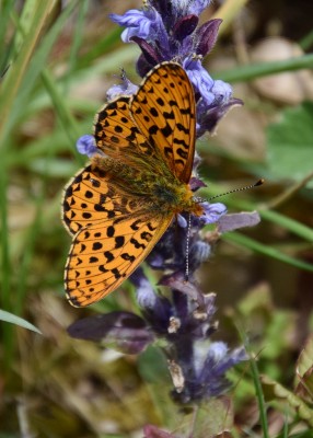 Pearl-bordered Fritillary - Wyre Forest 10.05.2021